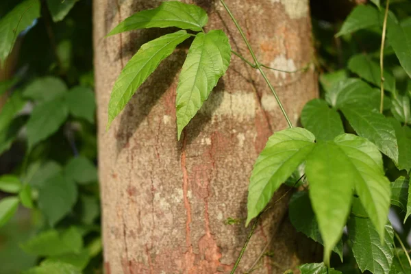 Close Plants Green Leaves Growing Outdoors Daytime — Stockfoto