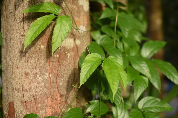 Close Plants Green Leaves Growing Outdoors Daytime — Stockfoto