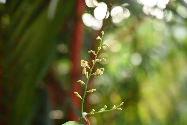 由白天生长在室外的绿叶植物组成的密闭植物 — 图库照片