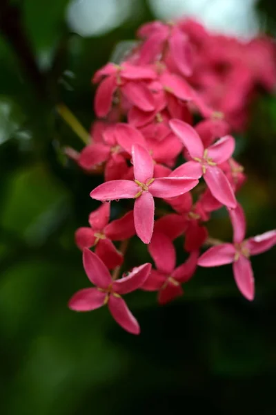 Close Pink Flowers Growing Outdoors Daytime — Stock Photo, Image