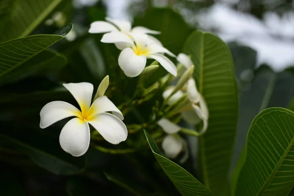 Flores Brancas Frangipani Jardim Verde — Fotografia de Stock