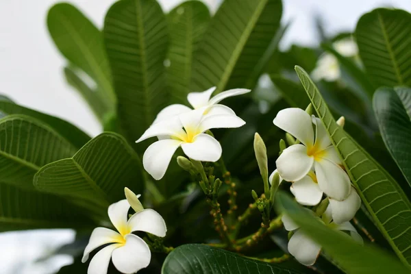 Białe Kwiaty Frangipani Zielonym Ogrodzie — Zdjęcie stockowe