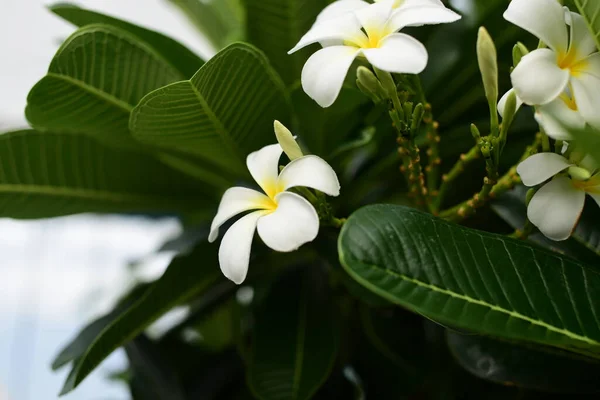 Yeşil Bahçede Beyaz Frangipani Çiçekleri — Stok fotoğraf