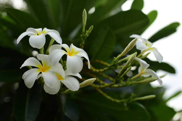 Weiße Frangipani Blüten Grünen Garten — Stockfoto