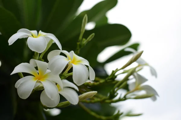 Yeşil Bahçede Beyaz Frangipani Çiçekleri — Stok fotoğraf