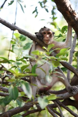 Vahşi maymun ormanda sevimli bir duruş içinde.