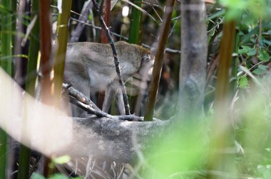 Vahşi maymun ormanda sevimli bir duruş içinde.
