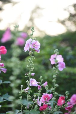 Çiçek açıyor. Bahçede güzel çiçekler açıyor. Yazın çiçek açıyor..