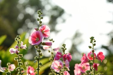 Çiçek açıyor. Bahçede güzel çiçekler açıyor. Yazın çiçek açıyor..