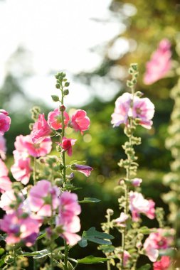 Çiçek açıyor. Bahçede güzel çiçekler açıyor. Yazın çiçek açıyor..