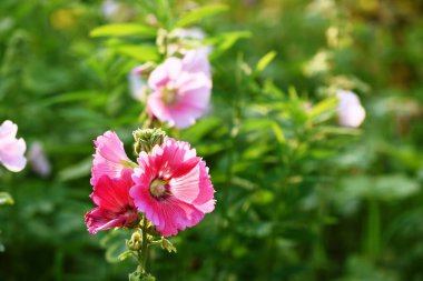 Çiçek açıyor. Bahçede güzel çiçekler açıyor. Yazın çiçek açıyor..