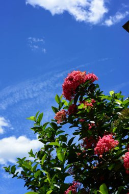 Gökyüzü arka planında tropikal bitkiler