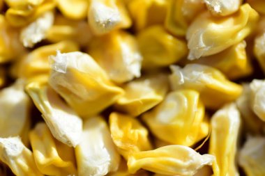 sarı mısır tohumları arka plan