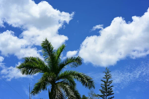 Palmeras Sobre Fondo Azul Del Cielo — Foto de Stock