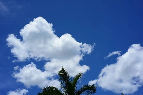 Palm Trees Blue Sky Background — Stock Photo, Image