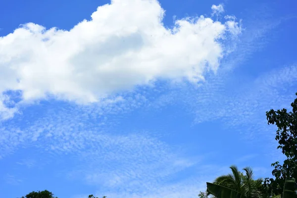 Palmen Auf Blauem Himmel Hintergrund — Stockfoto