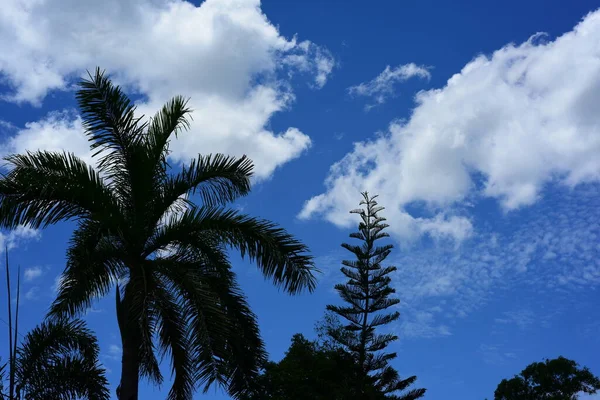 Palmeiras Fundo Céu Azul — Fotografia de Stock