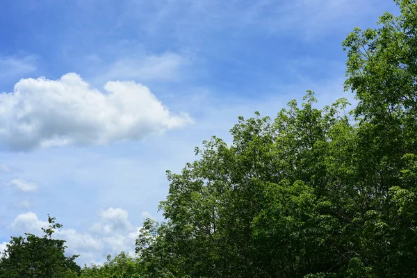 Tropical Plants Sky Background — Stock Photo, Image