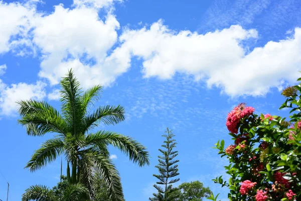 Piante Tropicali Sfondo Cielo — Foto Stock