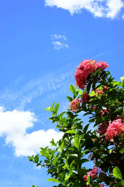 Gökyüzü arka planında tropikal bitkiler