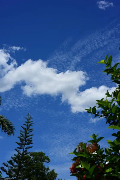 Tropické Rostliny Obloze Pozadí — Stock fotografie