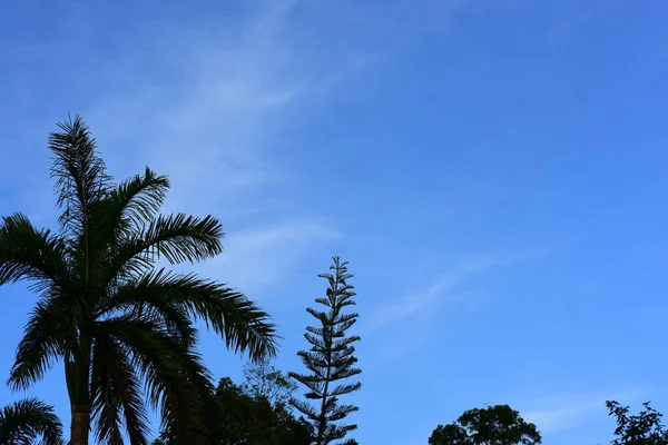 青い空の背景にヤシの木 — ストック写真