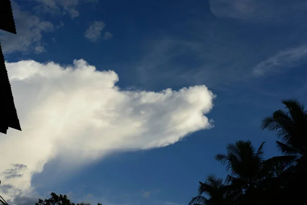 Tanaman Tropis Dengan Atap Bangunan Latar Langit — Stok Foto