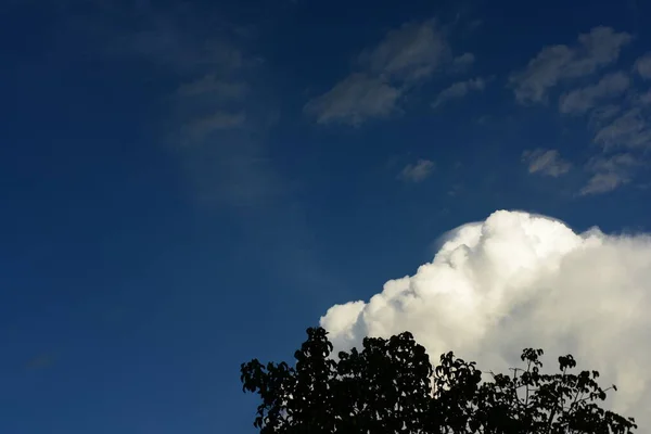 Tropische Pflanzen Himmel Hintergrund — Stockfoto