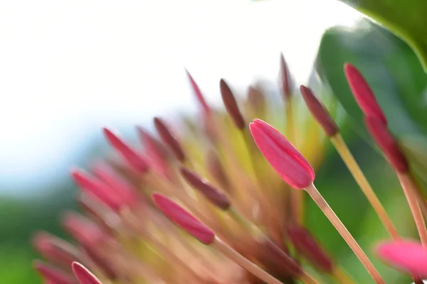 Close Beautiful Pink Plant Garden — Stock Photo, Image