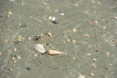 Kumsalda deniz kabukları