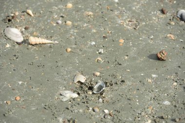 Kumsalda deniz kabukları