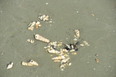 Kumsalda deniz kabukları