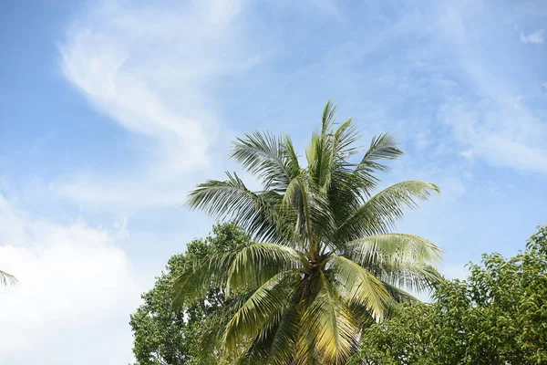 Palmera Coco Sobre Fondo Azul Cielo — Foto de Stock