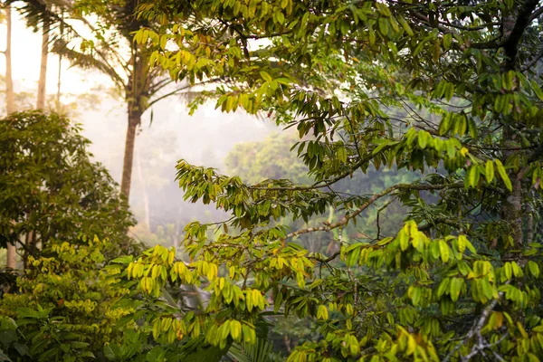 Tropikalny Las o wschodzie słońca — Zdjęcie stockowe