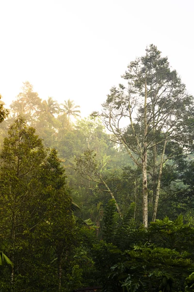 Tropikalny Las o wschodzie słońca — Zdjęcie stockowe