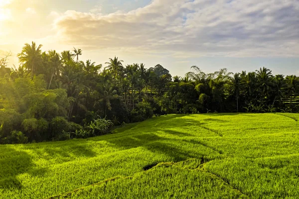 Terrazas de arroz al amanecer — Foto de Stock