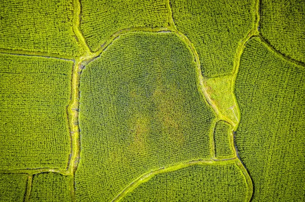 Pirinç ekiminin havadan görünümü — Ücretsiz Stok Fotoğraf