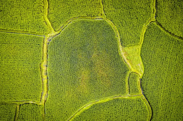 Vista aérea da plantação de arroz — Fotografia de Stock Grátis