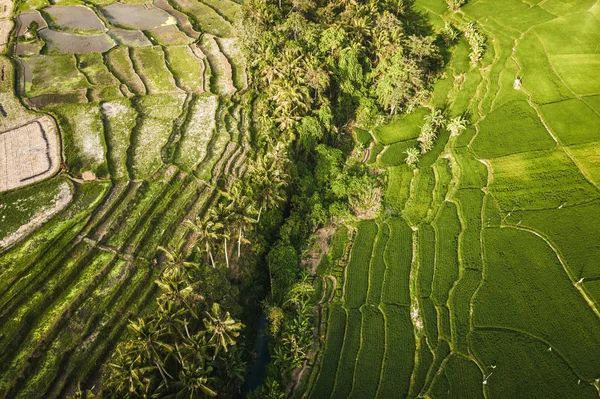 水稻种植的鸟瞰图 — 图库照片