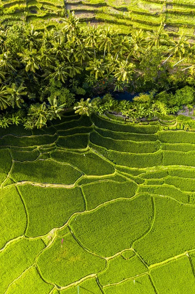 Vista aérea de la plantación de arroz — Foto de Stock