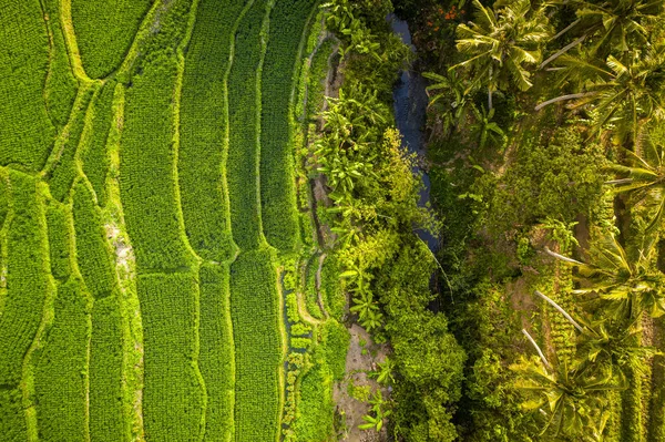 Pirinç ekiminin havadan görünümü — Stok fotoğraf