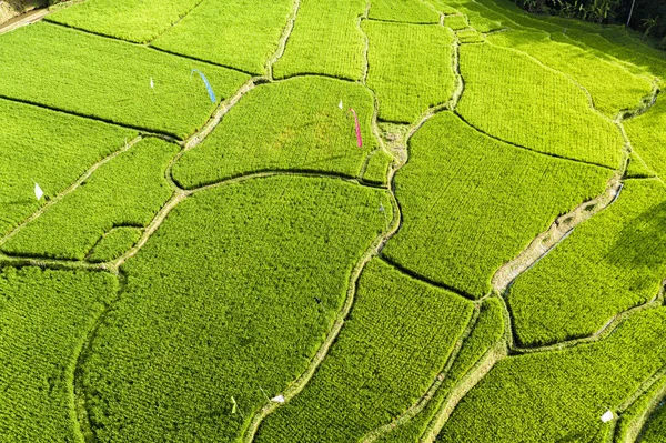 水稻种植的鸟瞰图 — 免费的图库照片