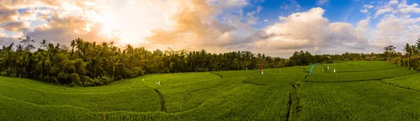 Terrazze di riso all'alba — Foto Stock