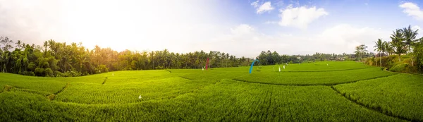 Risterrasser vid soluppgången — Stockfoto