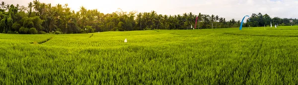 Terraços de arroz ao nascer do sol — Fotografia de Stock