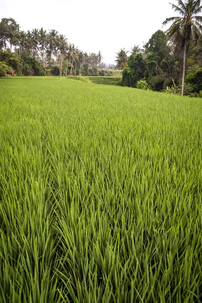 Närbild av färska ris grödor — Stockfoto