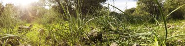 Panoramik bahar