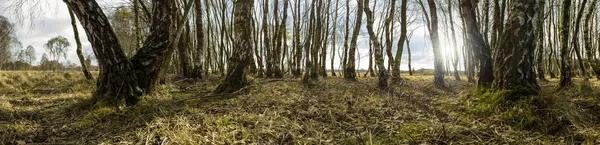 Panoramik bahar ormanı