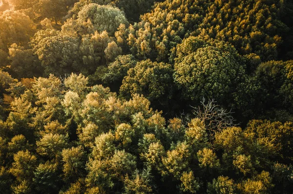 Herfst bos bij zonsopgang — Gratis stockfoto