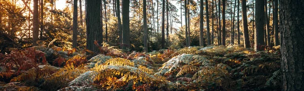 Panoramic of a woodland — Free Stock Photo